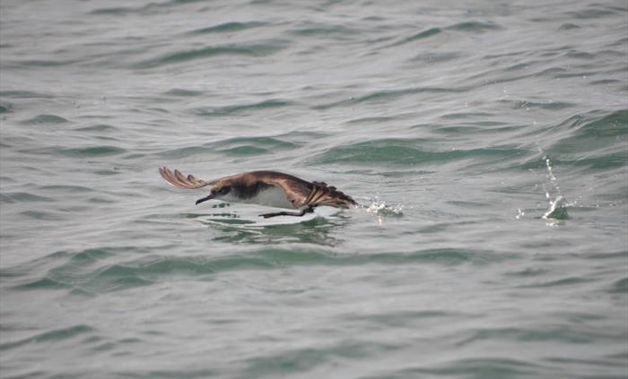 Manx Shearwater
